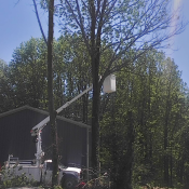 Our crew removing some dead ash trees in Columbia City, Indiana.